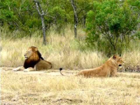 Hilarious! Lioness attempting to lure an uninterested male Lion to mate!