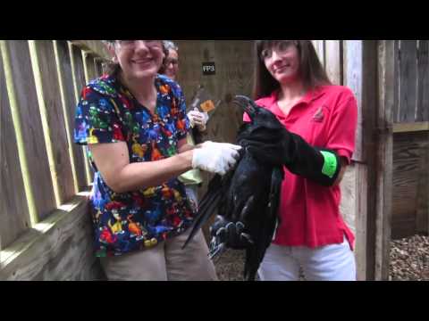 Injured Raven Flies Again Thanks to Unusual Feather Transplant