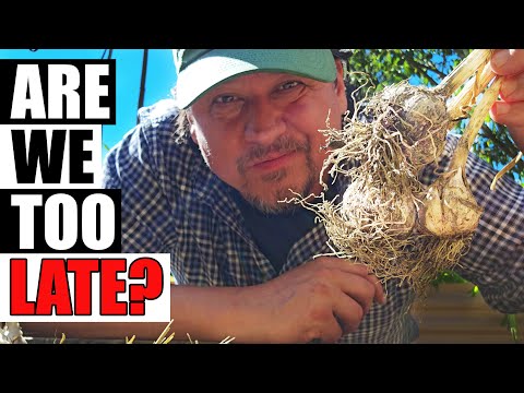 Harvesting Your Garlic The Definitive Guide For Beginners