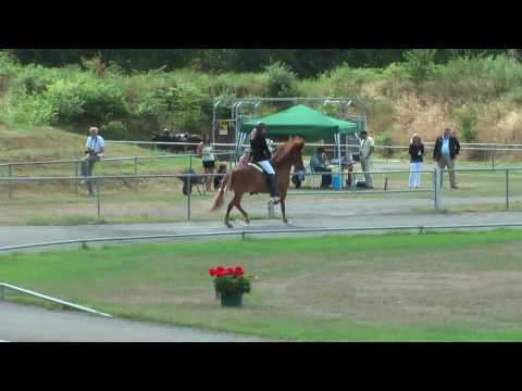 Tigull vom Kronshof, DIM10T1