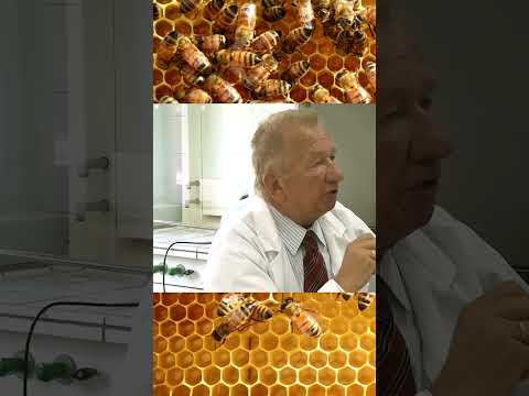, title : 'prof. dr hab. Ryszard Czarnecki o pyłku pszczelim kwiatowym.#apiterapia #pyłek #pyłekpszczeli'