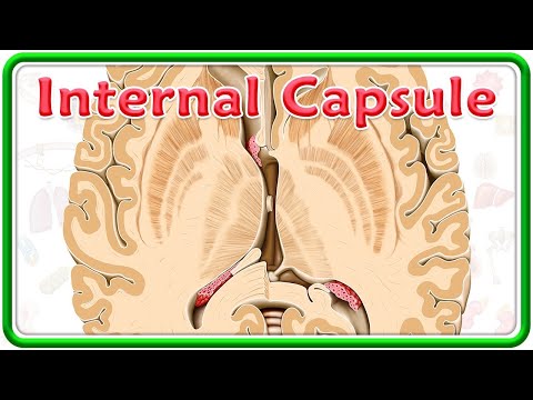 Internal Capsule Gross Anatomy Animation : Divisions, Functions and Clinical anatomy | USMLE Step 1