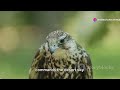 Turkmenistan S Avian Wonders Birds Of The Desert Steppe And Wetlands