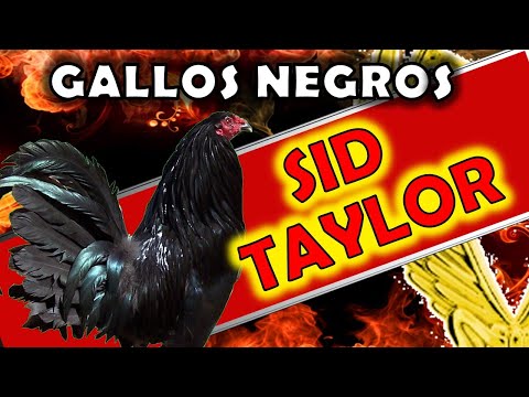 , title : 'Gallos Raza SID TAYLOR 2024 gallos de color negro 🤠💖💖💖✔✔✔👍'