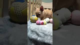 Video preview image #1 French Bulldog Puppy For Sale in SAN JOSE, CA, USA