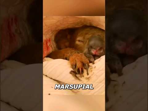 Baby Koala Was Caught In A Fire! 🥺