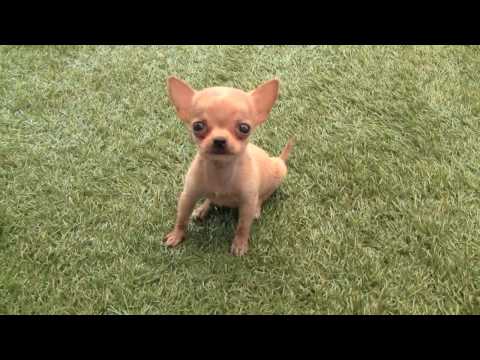 Chihuahua Robin un cachorro muy gracioso. Perrito Ladrando