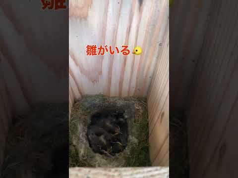 巣箱にわらを入れてもらえますか