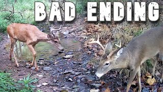 UNCHECKED for 6 Months: DID NOT End Well! (INCREDIBLE Wildlife Audio)