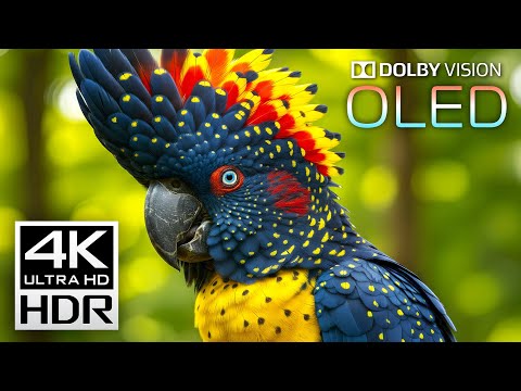 Beautiful 4K VIDEOS - Dolby Vision 4K HDR 60 FPS Video