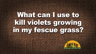 Q&amp;A - Violets growing in my fescue grass