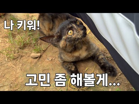 무단 입주한 새끼고양이 키우기, 가출하는 고양이 감시하기