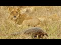 Lion Cubs Vs Pangolin Here S Who Wins