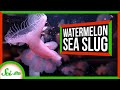 These Horrifying Sea Slugs Smell Like Watermelon Candies