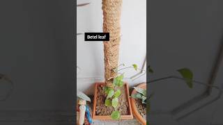 Moss stick bnane ka aasan tarika/ betel leaf plantation #plantlover #gardening #viral #shorts