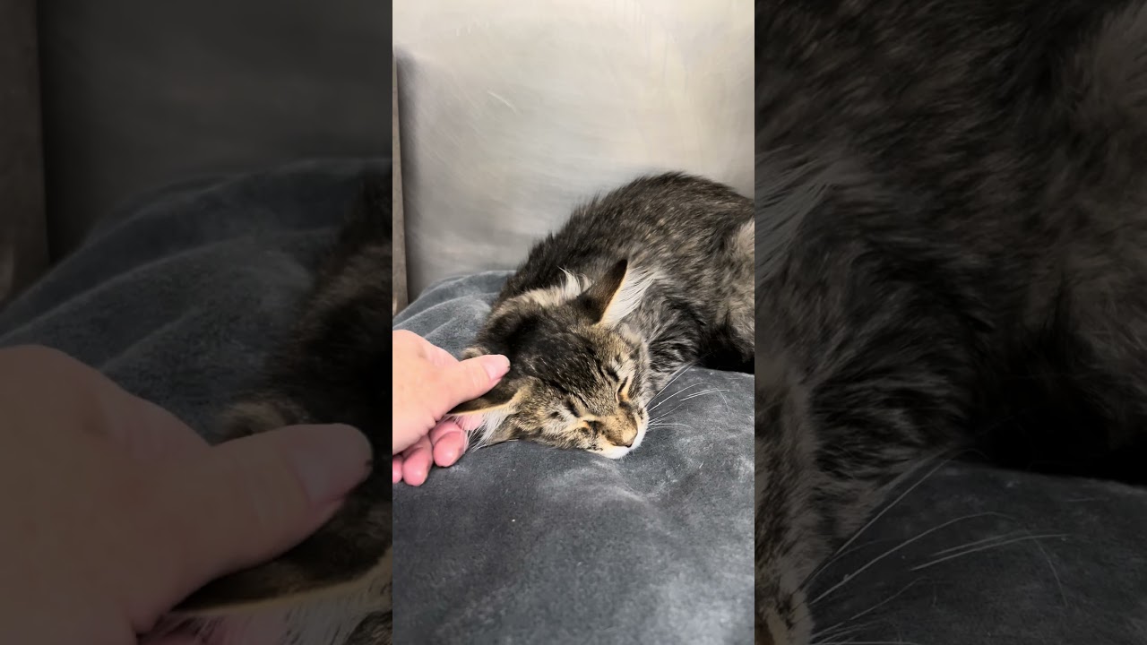 Cardinal, a ADOPTABLE Domestic Medium Hair in Dublin, CA video 3/3