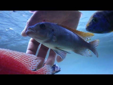 What FOOD do I FEED African Cichlids Tropical Fish feeding guide