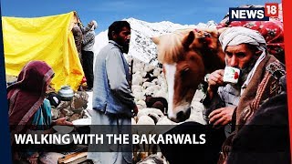 Walking With the Bakarwals | Through Jammu and Kashmir with the nomads | News18 Originals video
