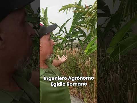 El Vetiver presente en los Jardines de Corpotur Portuguesa en Guanare edo Portuguesa Venezuela.