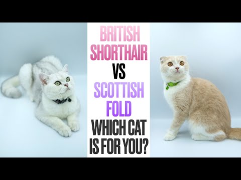 British Shorthair VS Scottish Fold--Which Cat is For You?