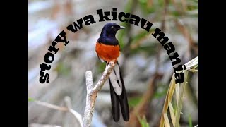 Download lagu Story WA Kicau Mania keren mp3