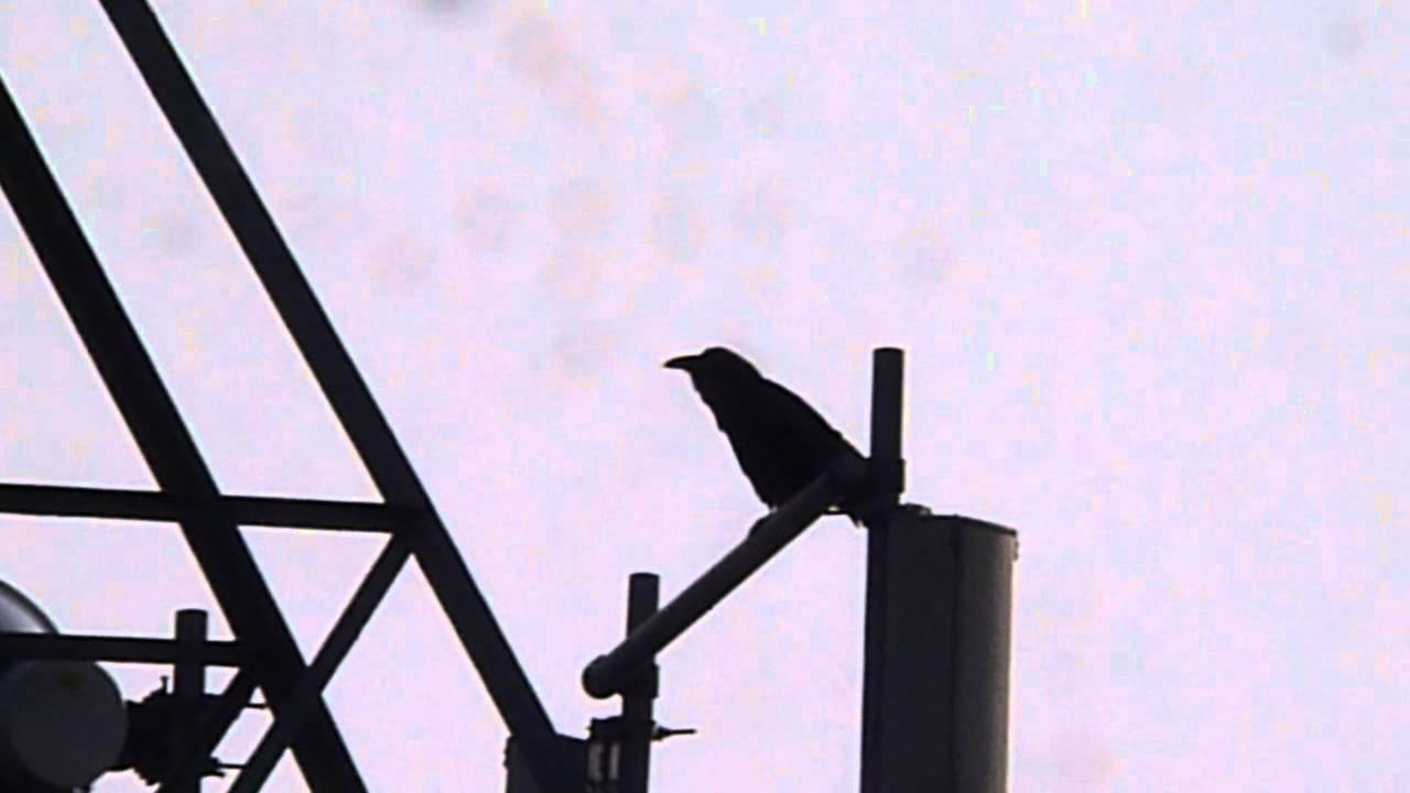 Raaf - Common Raven - (Corvus corax)