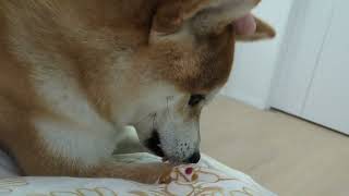 まだ寝ていたい主。起こしたいみた。#柴犬#犬との暮らし#日常#面白い#かわいい#癒し#shibainu