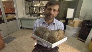 Fossilized Poop Reveals the Diet of Extinct Giant Sloths | Smithsonian ...
