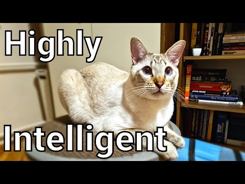 Are Lynx point Siamese cats smart? - 10 facts about Lynx point Siamese cats