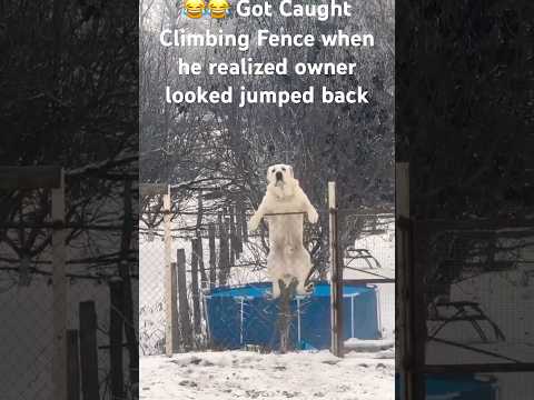 Dog got caught climbing Fence Realized he got caught