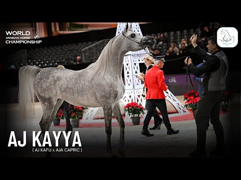 💫 AJ KAYYA 💫BRONZE CH at World Arabian Horse Championship 2022 | Ajman Stud