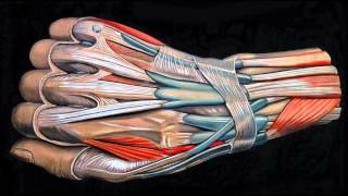 THE PRETENDERS  - HUMAN -