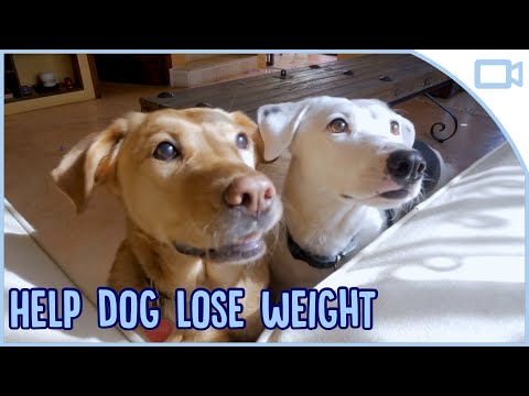 How to Help My Dog Lose Weight!