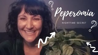 Peperomias at Night | You MUST check this out!