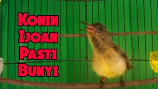 Download lagu Pancingan Suara Kolibri Ninja / Konin Ijoan Agar Cepat Bunyi , Pasti Respon | Konin ijoan gacor mp3