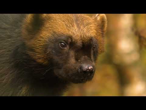 ARCTIC EXPEDITIONS AND WILDLIFE PHOTOGRAPHY ADVENTURES @Canadianwildlifeadventures