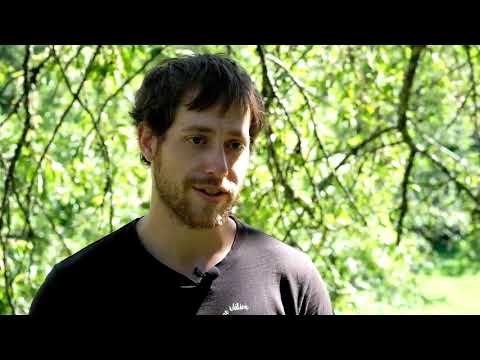 Les coléoptères, pleins de vie dans le bois mort