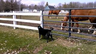 Prince (black Lab) meets the neighbor&#39;s horses