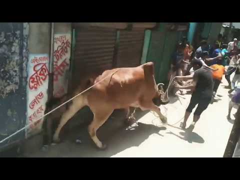 Cow fight, Cow escape, Mad cow of Bangladesh,India,Pakistan