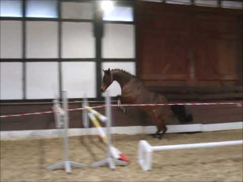 MOJITO 5j. DR v. Heidehof's Mexico - Vivaldi VB 7.500,- Euro