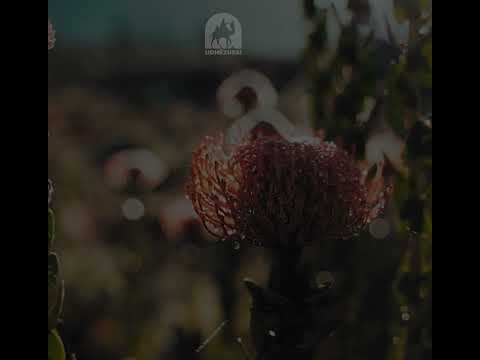 KË E DO ALLAHU, APO KË E DOJM NE? #lutje #ligjerata #kurani