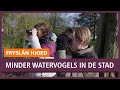 REPO: Minder watervogels in de stad door warm winterweer
