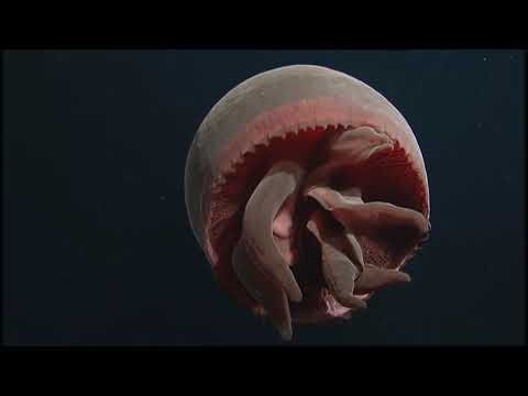 Remulak & Robohands - Life (Official Video)