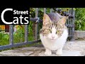White Grey Cat Say Meow Then Run Away