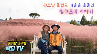 핑크빛 물결로 가을을 물들인 핑크뮬리 이야기(합천 신소양체육공원)