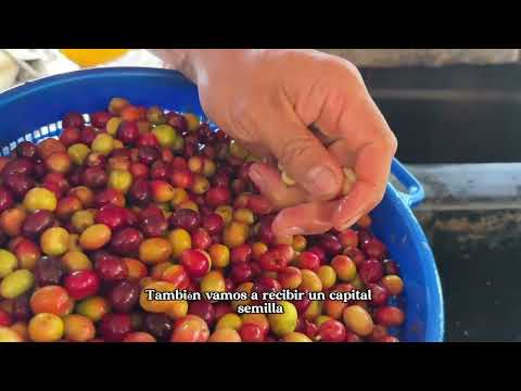ASOCIACION DE FAMILIAS CAFICULTORAS Y PRODUCTORAS AGRICOLAS DE ORTEGA TOLIMA CAFEAGRARIO