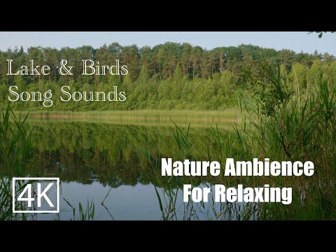 8 Hours of Birds Singing on the Lakeshore and Water Sounds - Relaxing Nature Sounds For Yoga & Calm