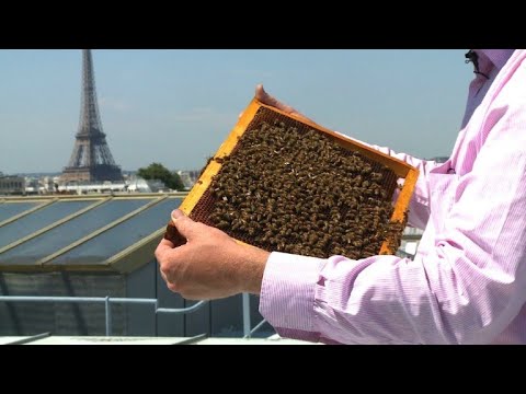 Paris's urban rooftop hives hope to preserve honeybees