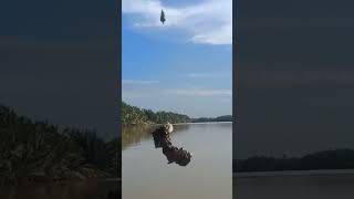 Download lagu Dancing on the wound #dangdut #viral #dangdutviral#sticke#wow#fishing on the edge #fishing mp3