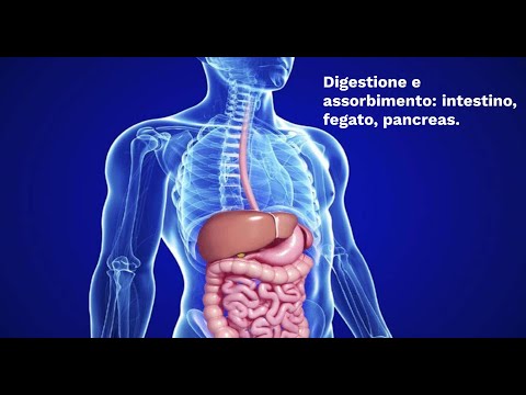 LE SUPERSINTESI DI SCIENZE: La digestione - intestino, fegato, pancreas (classe seconda)